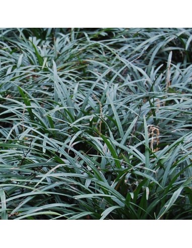 Liriope muscari Ingwersen