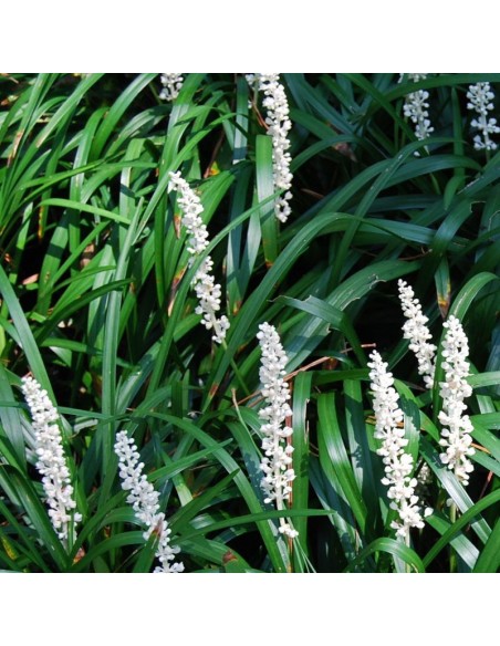 Liriope muscari Monroe white