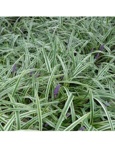 Liriope muscari variegata 2