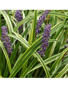 Liriope muscari variegata