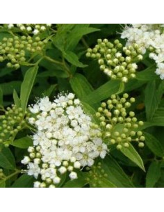 Spirée japonaise "albiflora"