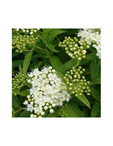 Spirée japonaise "albiflora"