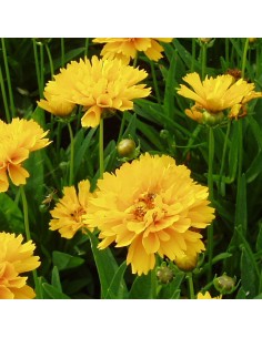 Coreopsis grandiflora early sunrise