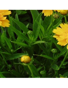Coreopsis grandiflora early sunrise 2