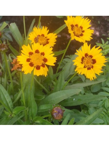 Coreopsis grandiflora Sonnenkind