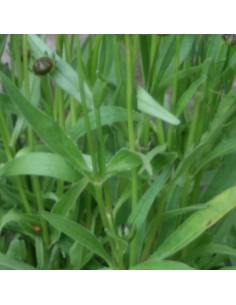 Coreopsis grandiflora Sonnenkind 2