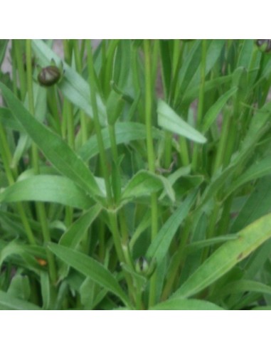 Coreopsis grandiflora Sonnenkind