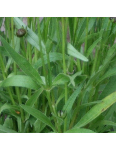 Coreopsis grandiflora Sonnenkind