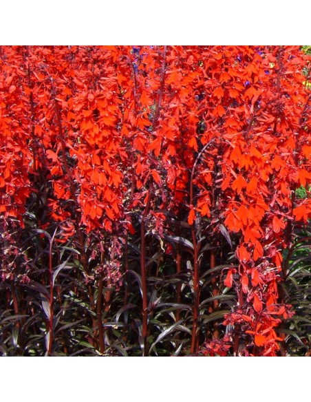 Lobélie Queen Victoria