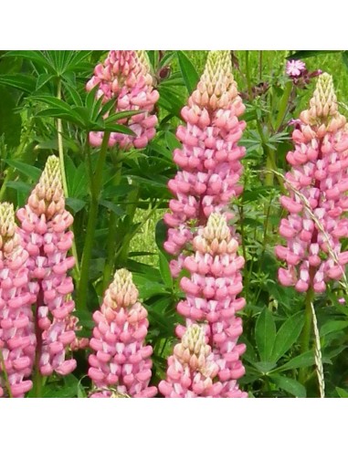 Lupin gallery pink