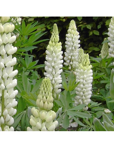 Lupin gallery white