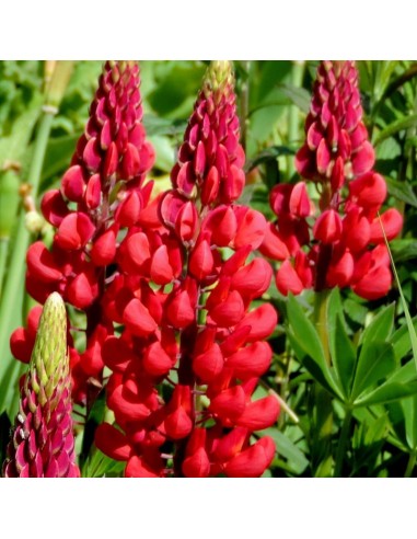Lupin gallery red