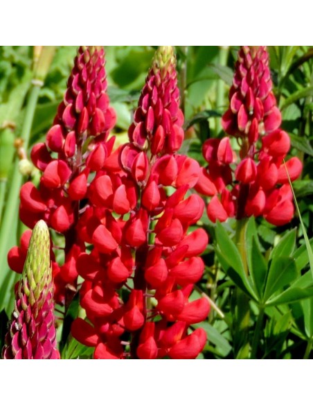 Lupin gallery red Lupin gallery red