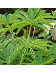 Lupin Russel hybrids 2
