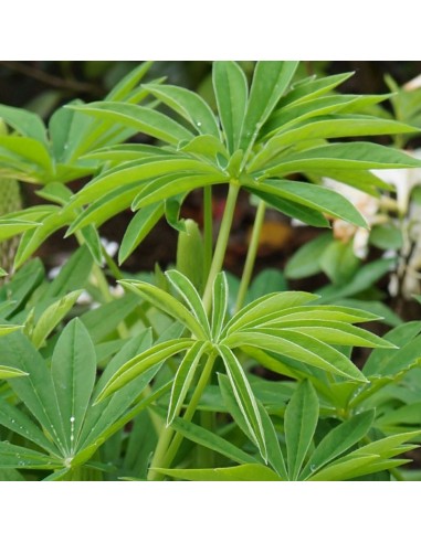 Lupin "Russel hybrids"