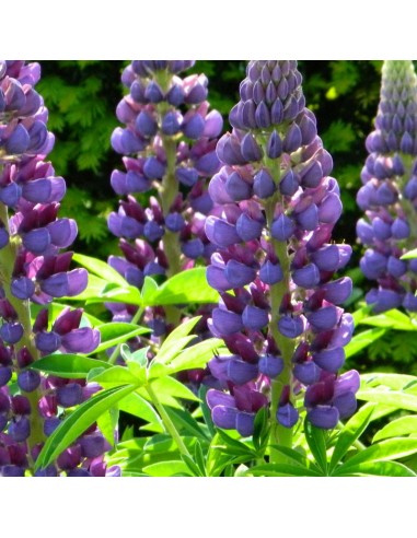 Lupin gallery blue