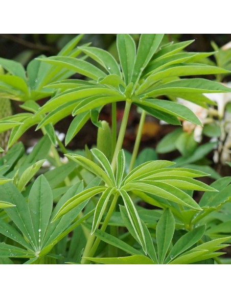 Lupin gallery yellow