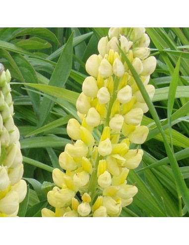 Lupin gallery yellow