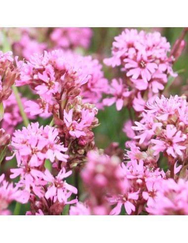 Lychnis des Alpes