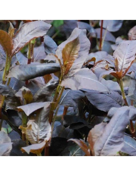Lysimaque ciliée "Firecracker"
