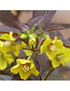 Lysimaque ciliée Firecracker 2