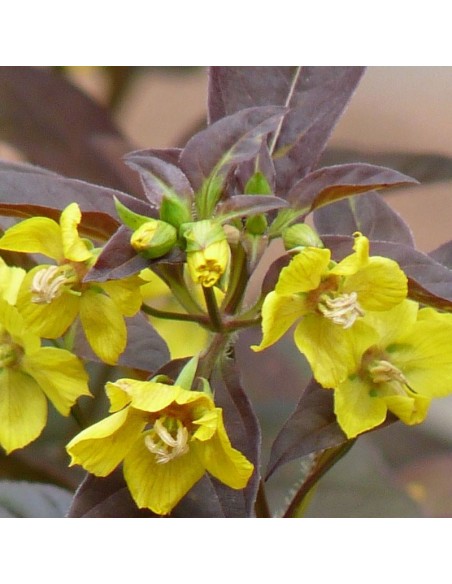 Lysimaque ciliée Firecracker