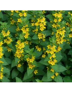 Lysimaque ponctuée 2