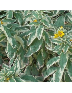 Lysimaque ponctuée Alexander 2