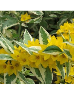 Lysimaque ponctuée Alexander