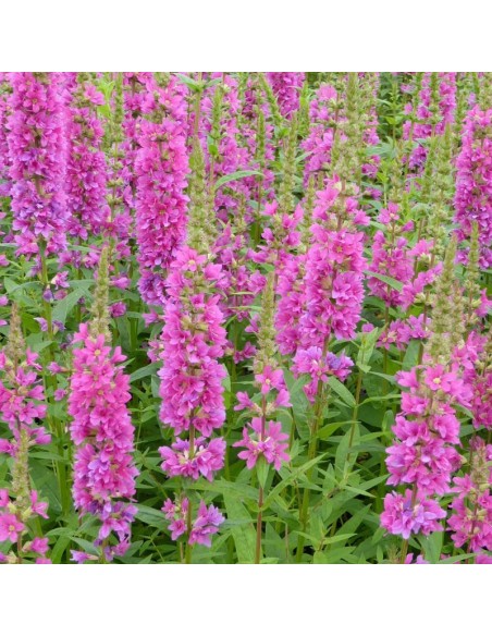 Salicaire commune Robert