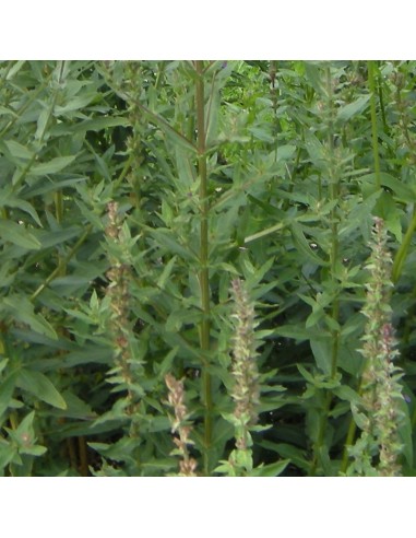 Salicaire commune Robert