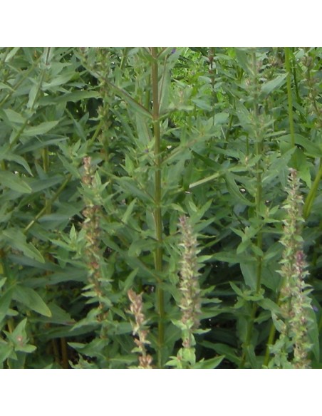 Salicaire commune Robert