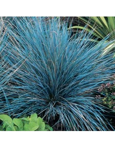 Fetuque bleue