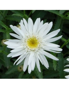 Marguerite Christine Hagemann