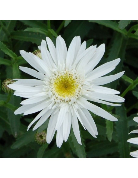 Marguerite Christine Hagemann