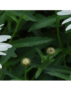 Marguerite Christine Hagemann 2