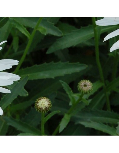 Marguerite Christine Hagemann