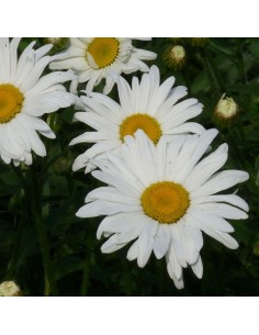 Marguerite Maikonigin - Reine de mai