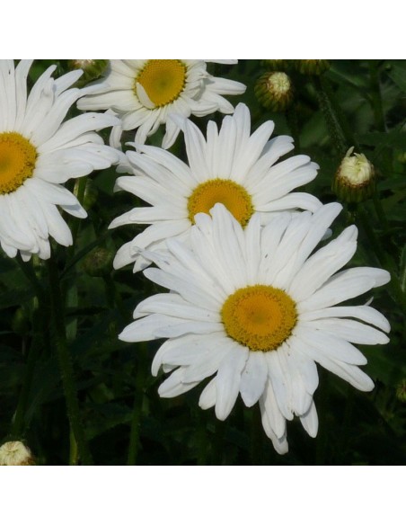 Marguerite Maikonigin - Reine de mai