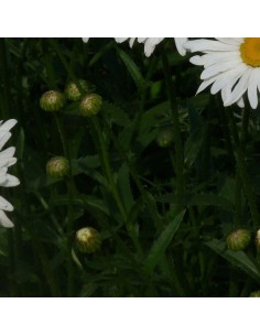 Marguerite Maikonigin - Reine de mai 2