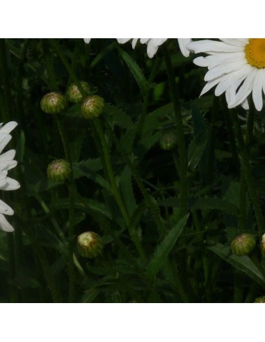 Marguerite Maikonigin - Reine de mai