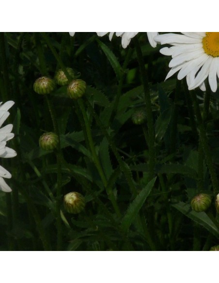 Marguerite Maikonigin - Reine de mai