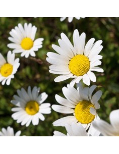 Marguerite commune