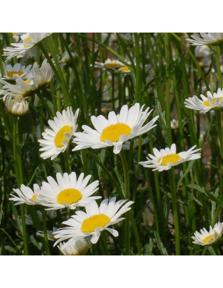 Marguerite commune