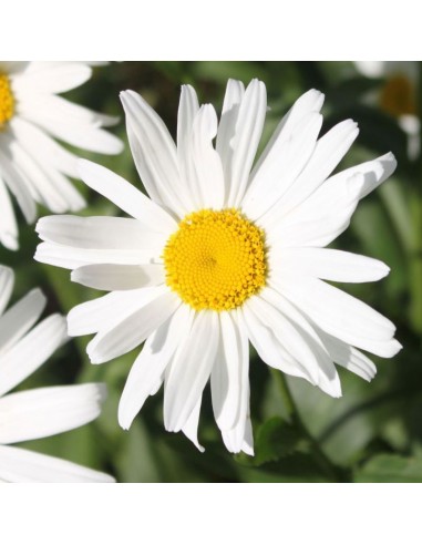 Marguerite Polaris