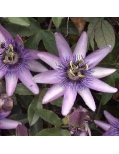 Passiflore "Amethyst"