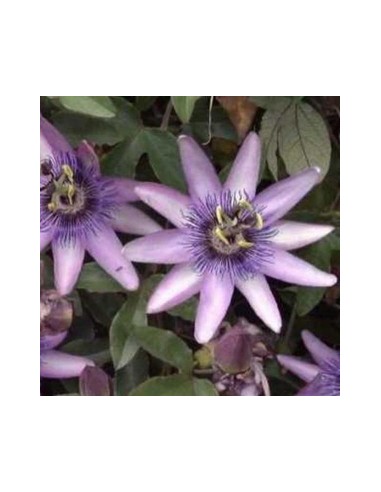 Passiflore "Amethyst"