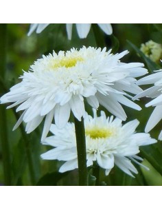 Marguerite Wirral supreme