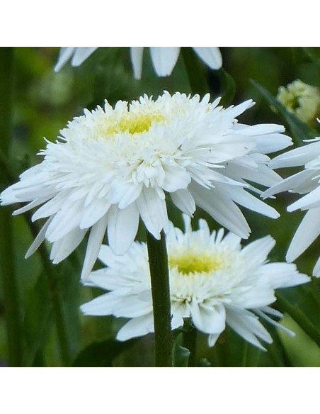 Marguerite Wirral supreme