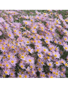 Marguerite d'automne Clara Curtis 2